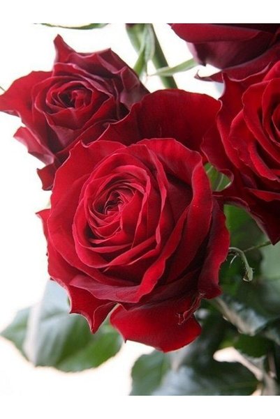 fidanpaketim Gül Fidanı Rosa laxa Kırmızı