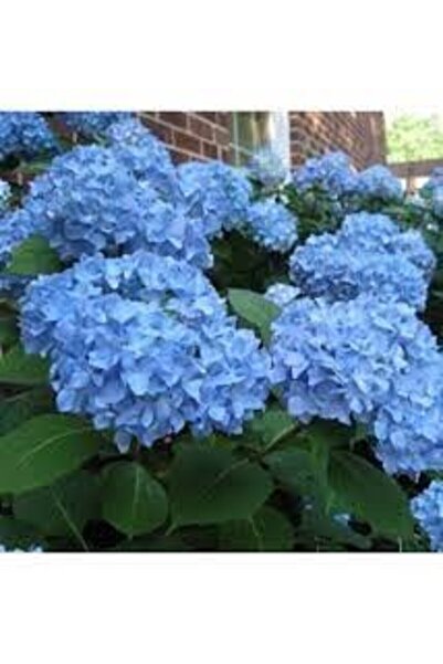fidanpaketim Ortanca Fidanı Hydrangea macrophylla , Mavi