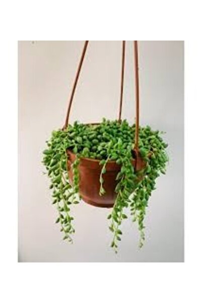 fidanpaketim Tesbih Çiçeği, İnci Tanesi, Senecio Rowleyanus Bezelye Kolyesi Çiçeği