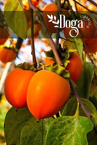 DOĞA FİDANCILIK Aşılı Trabzon Cennet Hurması Fidanı 3 Yaş