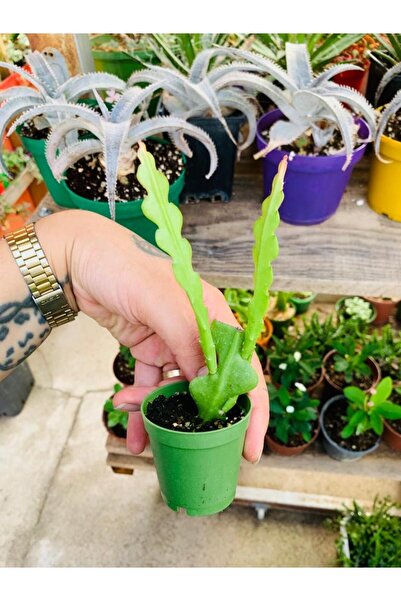 foliumbotanik Epiphyllum Anguliger atlas zıgzag