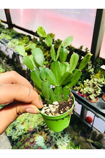 Easter cactus flower