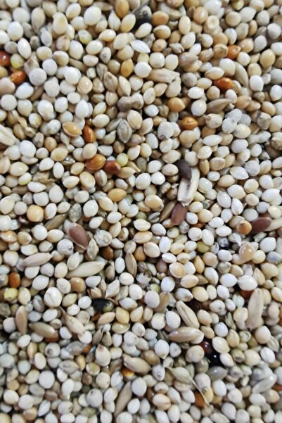 Petdoys Karışık Muhabbet Kuşu Yemi 1 kg