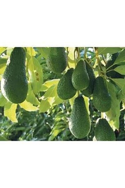 Alanyatropikal Pinkerton Avokado Fidanı Tüplü