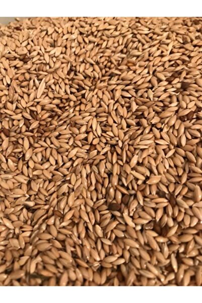 Vivid Bird Vivid Sade Kanarya Yemi Aspur 1 Kg