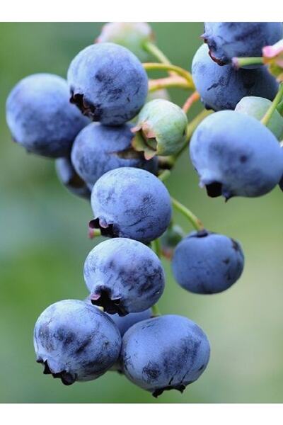 ( 2 Pieces ) Blue Berry Blueberry Seedling 3 Years Old