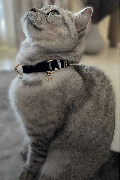GoPawGo Charmed Shadow Cat Collar