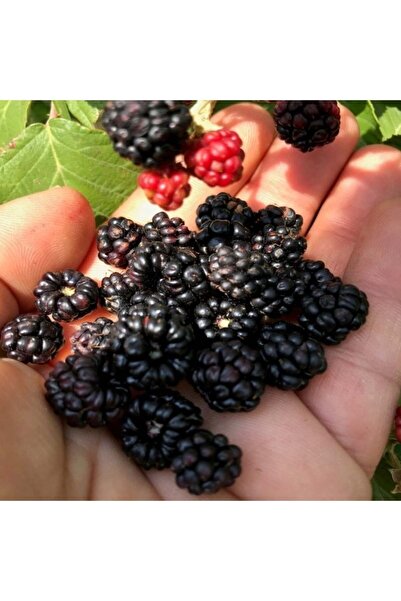 Miracle Tohum Doğal Tatlı Dikenli Tatlı Meyveli Yabani Anadolu Böğürtlen Tohu...