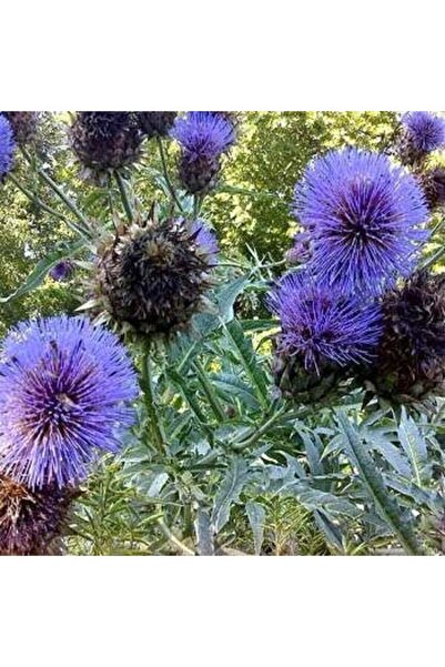Miracle Tohum Kenger Otu(cynara Cardunculus) Tohumu(5 Tohum)