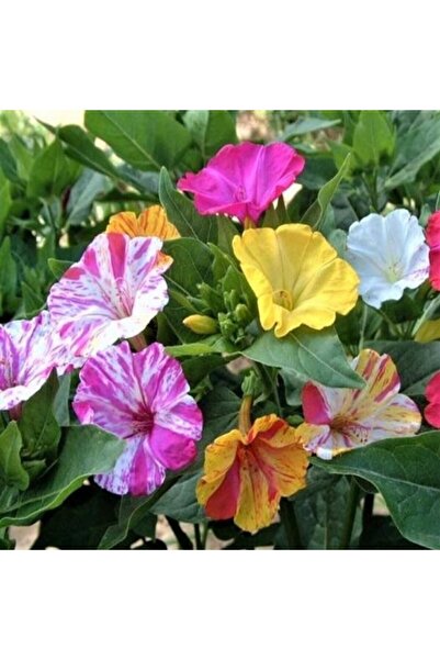 Miracle Tohum Bicolor Mixed Akşam Sefası Çiçeği Tohumu(20 Tohum)