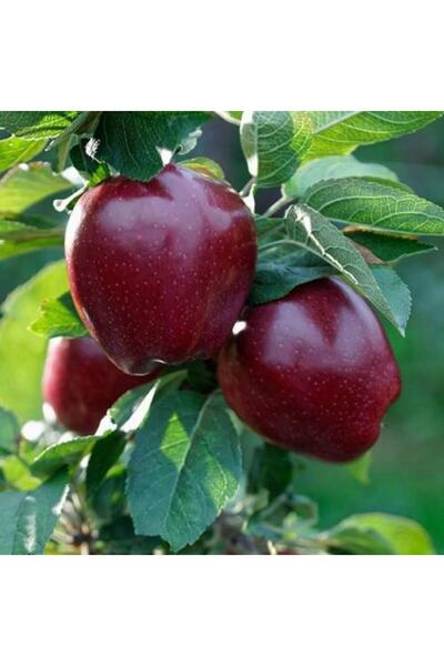 E-fidancim Tüplü Yarı Bodur Kütür Kütür Yemesi Olan Joremini Elma Fidan