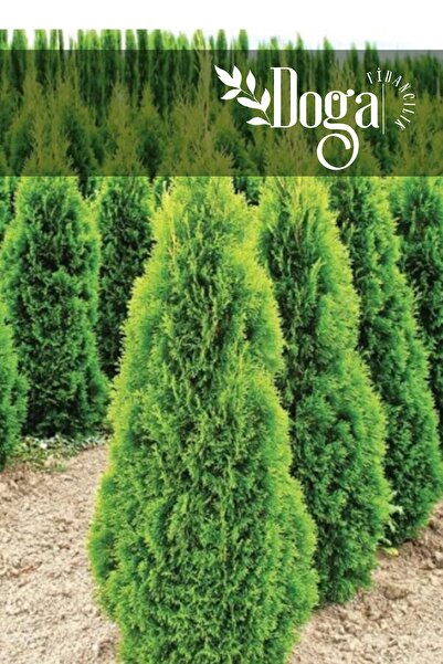 DOĞA FİDANCILIK Piramit Mazı Çam Ağacı Fidanı 2 Yaş