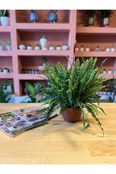 Craft & Botanik Aşk Merdiveni Bitkisi Salon/ofis Bitkisi
