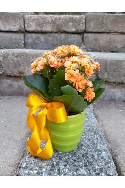 çiçekseli Kalanchoe Canlı Bitki Renkli Seramik Saksıda & Hediye Canlı Bitki D...