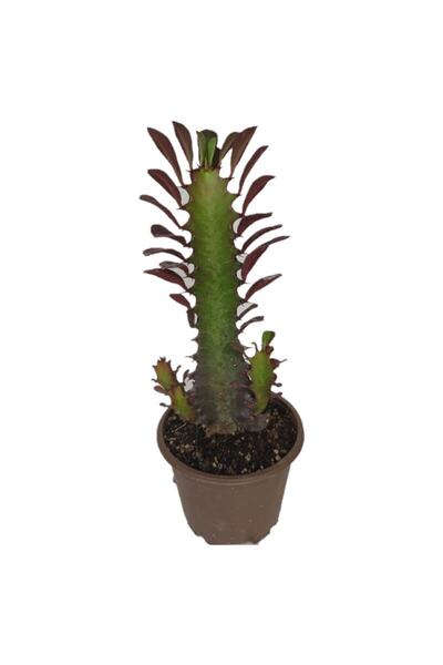 Deneme Zamanı Euphorbia Trigona Rubra Kaktüs Kırmızı Süt Ağacı 20/30 Cm Arası