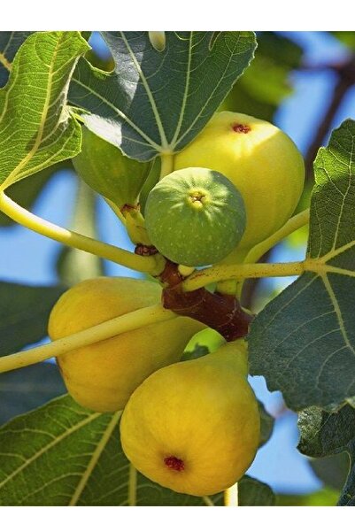 DOĞA FİDANCILIK ( 2 Adet ) Yediveren Sarı Lop Incir Fidanı 3 Yaş