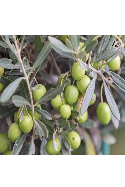 DOĞA FİDANCILIK Gemlik Trilye Zeytin Fidanı 2 Yaş