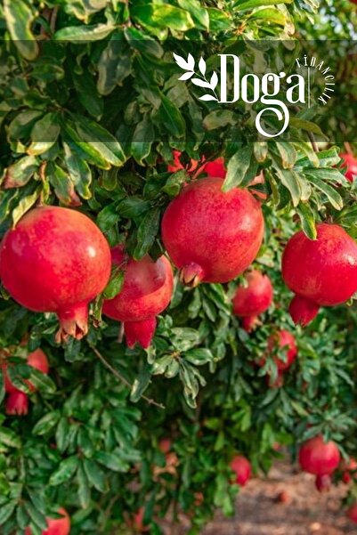 DOĞA FİDANCILIK Aşılı Hicaz Nar Fidanı 3 Yaş