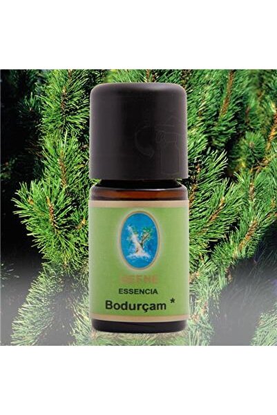 NUKA زيت الصنوبر إسنسيا لوريل بودور - 5 مل