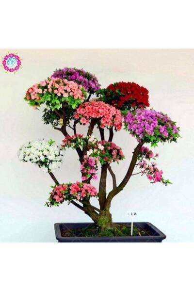 Genel Markalar 5 Adet Japon Gülü Ağacı Bonsai Tohumu Bonzai