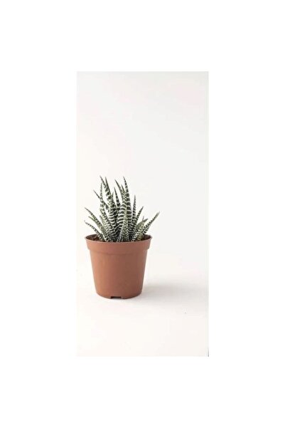 Genel Markalar Haworthia Zebra
