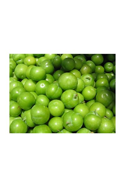 1001fidan Prunus Domestica Papaz Yeşil Erik Fidanı Yarı Bodur M29c Tüplü 2 Yaş