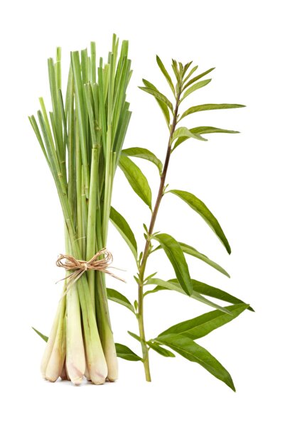 Mutlu Sebzeler Limon Grass Limon Kamışı 1 Paket Taze Baharat