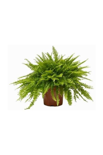 Genel Markalar Aşk Merdiveni (nephrolepis) Bitkisi