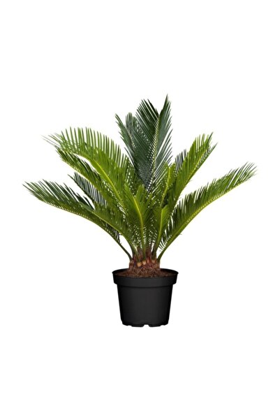 Arts Gardens Sikas - Cycas Revoluta - Japon Sago Palmiyesi 50-70 cm
