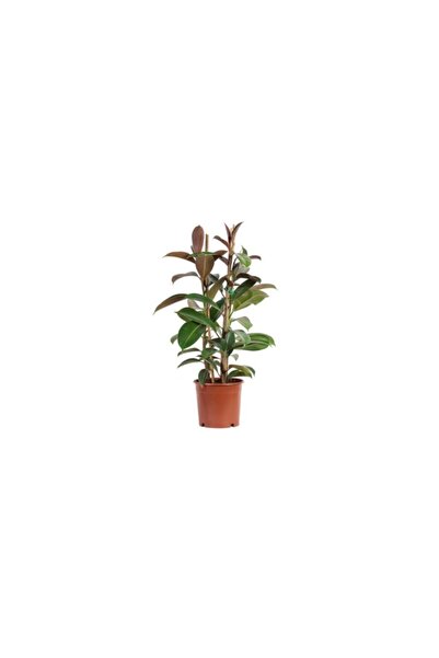 BİTKİ KARAVANI Kauçuk Çiçeği 2'li 100-120cm Ficus Elastica