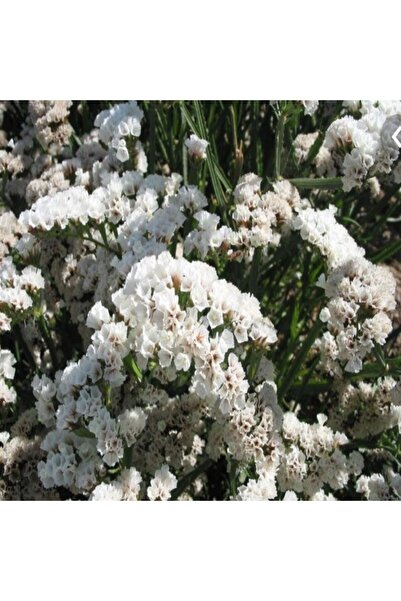 Miracle Tohum Limonium Sinuatum Pure White Deniz Lavantası Tohumu(30 Tohum)