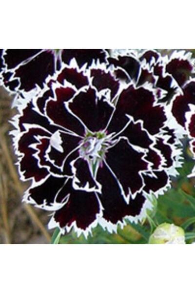 Miracle Tohum Dianthus Heddewigii Black White Karanfil Çiçeği Tohumu (100 ADET)