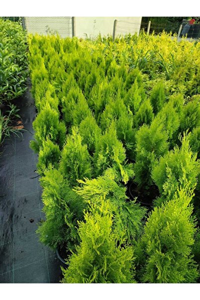 DOĞA FİDANCILIK ( 5 Adet ) Piramit Mazı Çam Ağacı Fidanı 2 Yaş