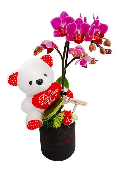 çiçekseli Mini Orkide Ve Sevimli Ayıcık Iyi Ki Varsın Beton Saksıda & Anneye Sevgiliye Özel Hediye Canlı Bitki