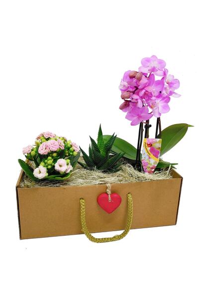 çiçekseli Hediye Kutusunda Howartia Mini Orkide Ve Kalanchoe Seti Ic Mekan Bitkileri Salon Bitki Canli Cicek