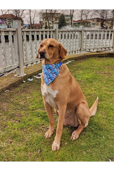 UTDpet Bluedoggy Standard Dog Collar Set and Accessories (with scarf and bow tie)