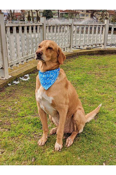 UTDpet Waves Standard Dog Collar Set and Accessories (with scarf and bow tie)