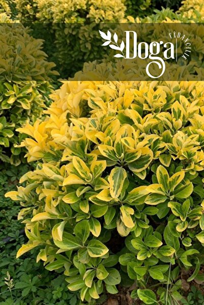 DOĞA FİDANCILIK ( 4 Adet ) Altuni Sarı Taflan Fidanı 3 Yaş