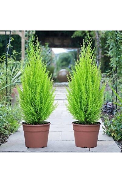 körfezgardens Limon Çamı Limoni Servi 2 Yaşında Fidan 30-35cm Boy