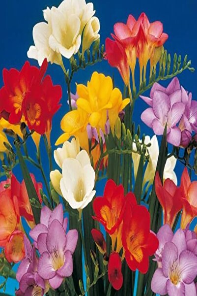 Asya Tarım 10 Adet Karışık Renk Frezya Çiçeği ( Freesia ) Arpa Çiçeği Soğanı ...