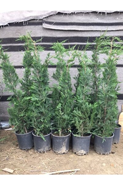 ASESFİDAN 12 Lt saksıda Leylandi Fidanı 180-200 Cm