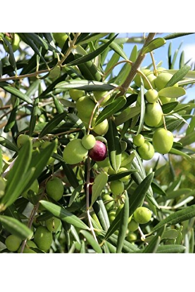 DOĞA FİDANCILIK Gemlik Trilye Zeytin Fidanı 2 Yaş