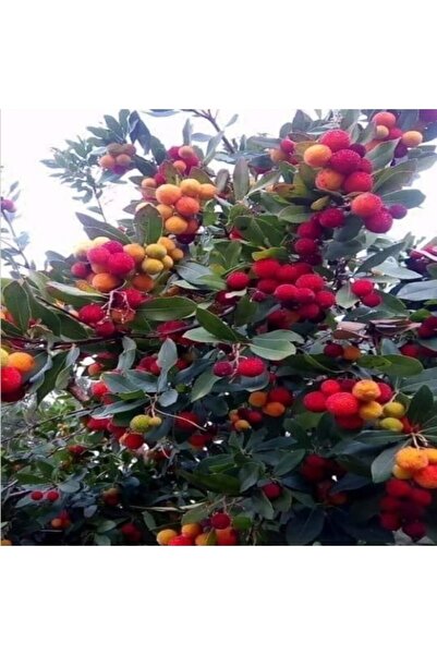 Miracle Tohum Dağ Çileği Kocayemiş Tohumu(100 Tohum)