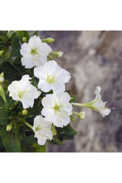 Miracle Tohum Beyazların Dansı White Akşam Sefası Çiçeği Tohumu(20 Tohum)