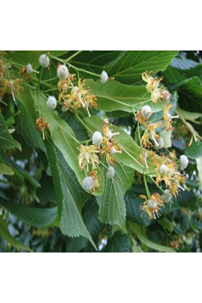 E-fidancim Tüplü Soğuklara Dayanıklı Ihlamur Ağacı Fidanı