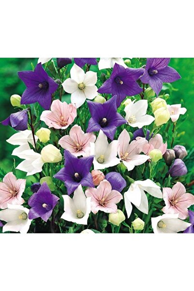 Miracle Tohum Dona Dayanıklı Platycodon Iri Mixed Çiçekli Balon Çiçeği Tohumu(100 Tohum)