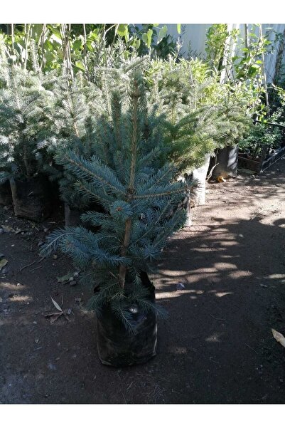 öncü fidancılık Mavi Ladin