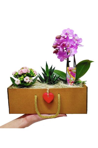 çiçekseli Hediye Kutusunda Howartia Mini Orkide Ve Kalanchoe Seti Ic Mekan Bitkileri Salon Bitki Canli Cicek