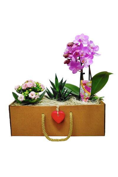 çiçekseli Hediye Kutusunda Howartia Mini Orkide Ve Kalanchoe Seti Ic Mekan Bitkileri Salon Bitki Canli Cicek