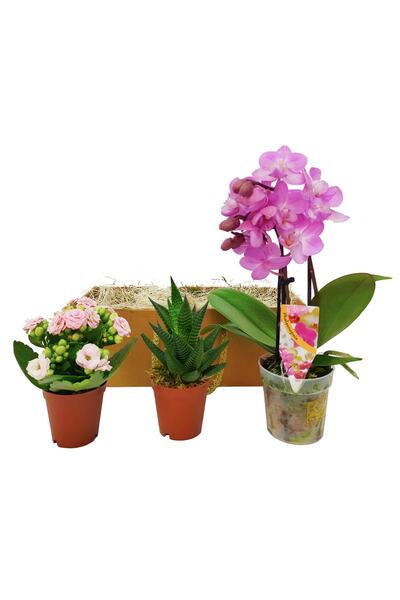 çiçekseli Hediye Kutusunda Howartia Mini Orkide Ve Kalanchoe Seti Ic Mekan Bitkileri Salon Bitki Canli Cicek